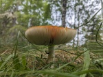 PXL_20230813_122652891.jpg